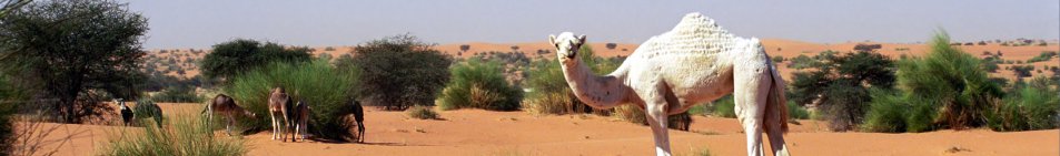 Mauritanie bílý velbloud