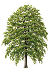  Lípa - národní strom 