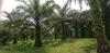 Návštěva na palmové plantáži / Visit at the palm plantation