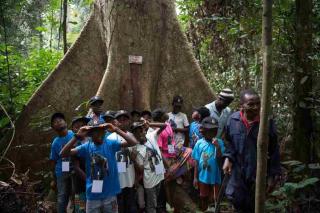 Účastníci jízdy Toulavého autobusu dostali možnost seznámit se s pralesními dřevinami. Je jedním z afrických paradoxů, že ačkoli děti žijí na samém okraji tropického deštného lesa, téměř nic o něm nevědí.
