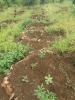 Example of rehabilitated land with pigeon pea cultivation