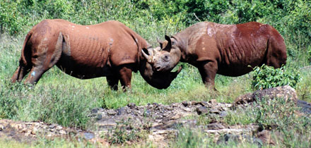 Gambie nosorožci